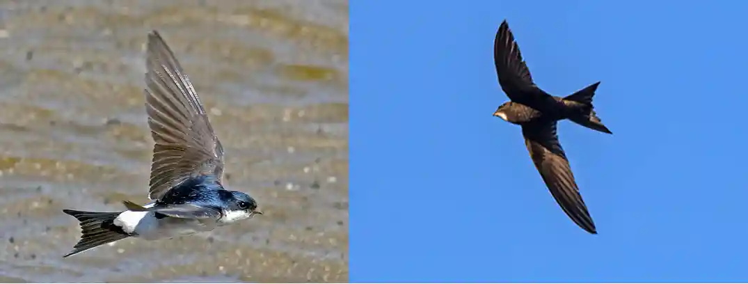 hirondelle versus martinet noir
